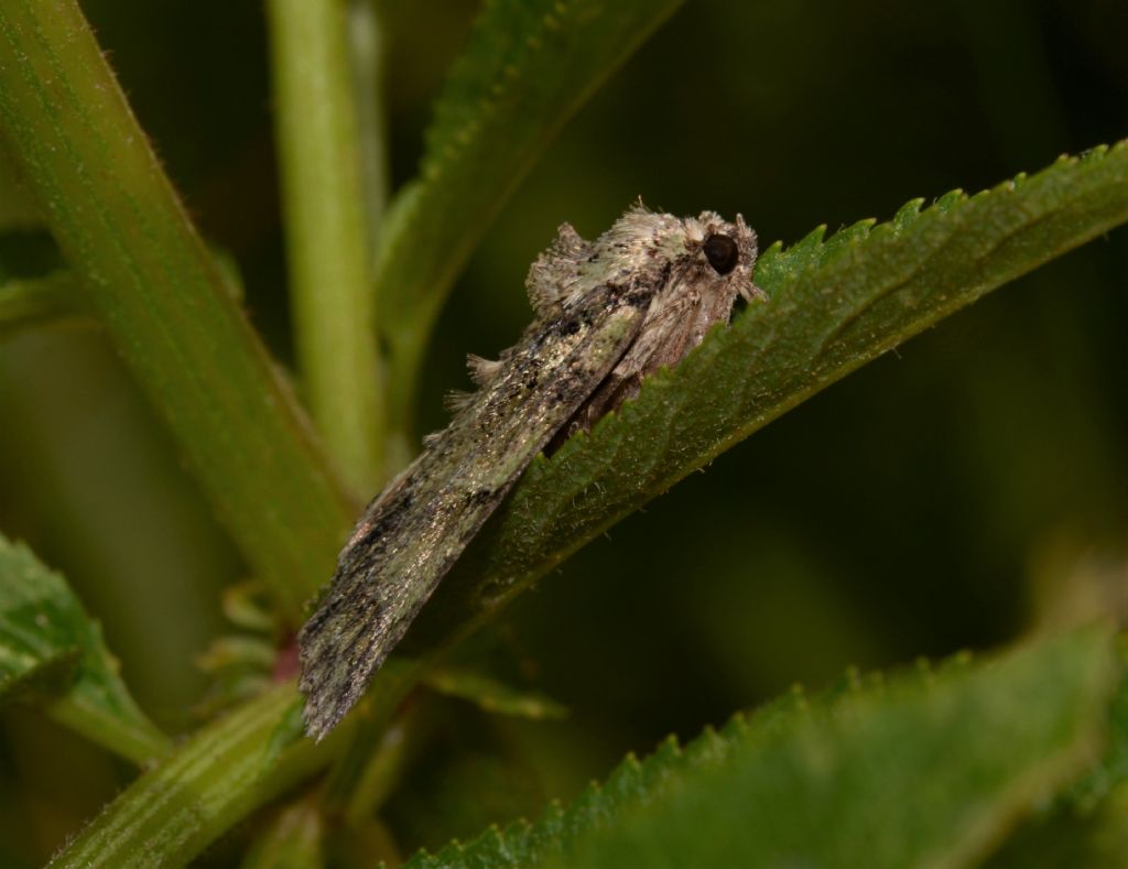 forse Noctuidae, Polyphaenis sericata?  S !